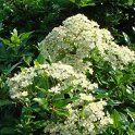 Pyracantha coccinea 'Moretti' fleur P26